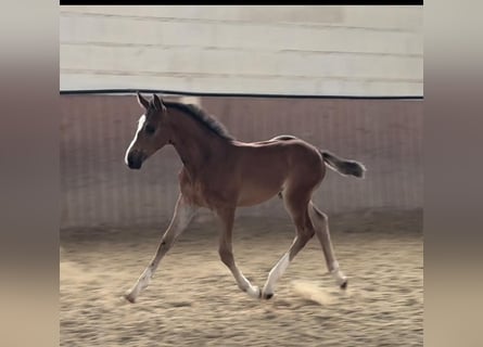 Oldenburger Springpaard, Hengst, veulen (05/2024), Bruin