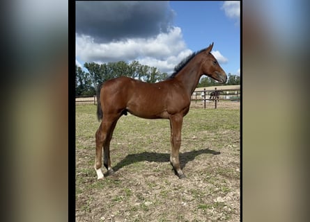 Oldenburger Springpaard, Hengst, Veulen (05/2025), Bruin
