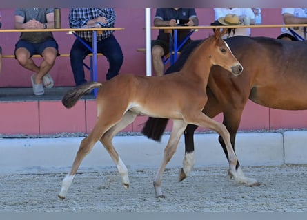 Oldenburger Springpaard, Hengst, , Bruin