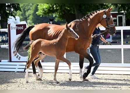 Oldenburger Springpaard, Hengst, , Bruin