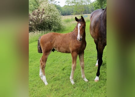 Oldenburger Springpaard, Hengst, , Bruin