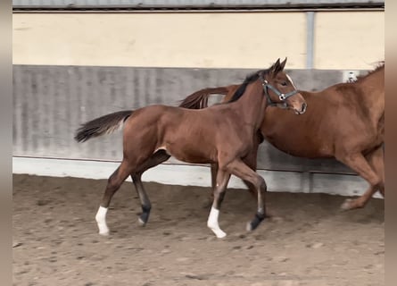 Oldenburger Springpaard, Hengst, veulen (06/2023), Donkerbruin