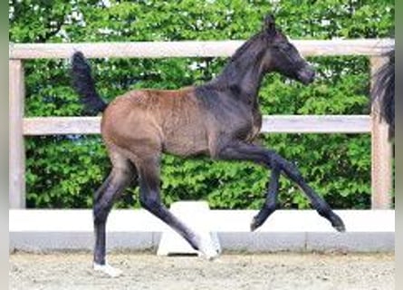 Oldenburger Springpaard, Hengst, Veulen (03/2026), Donkerbruin