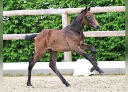 Oldenburger Springpaard, Hengst, Veulen (03/2026), Donkerbruin