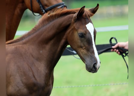 Oldenburger Springpaard, Hengst, veulen (03/2023), Donkere-vos