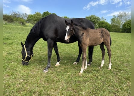 Oldenburger Springpaard, Hengst, 