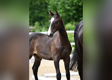 Oldenburger Springpaard, Hengst, Veulen (01/2025)
