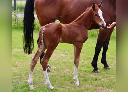 Oldenburger Springpaard, Hengst, , Vos