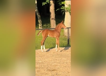 Oldenburger Springpaard, Hengst, , Vos