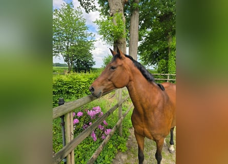 Oldenburger Springpaard, Merrie, 10 Jaar, 169 cm, Bruin