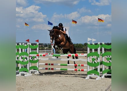 Oldenburger Springpaard, Merrie, 10 Jaar, 170 cm, Bruin