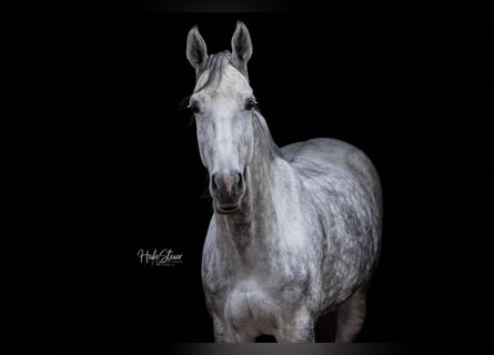 Oldenburger Springpaard, Merrie, 11 Jaar, 173 cm, Appelschimmel