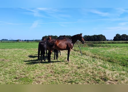 Oldenburger Springpaard, Merrie, 11 Jaar, 175 cm, Brauner