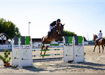 Oldenburger Springpaard, Merrie, 12 Jaar, 160 cm, Vos