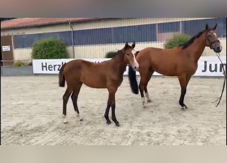 Oldenburger Springpaard, Merrie, 12 Jaar, 167 cm, Bruin