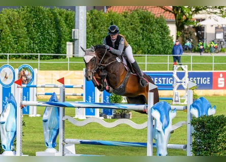 Oldenburger Springpaard, Merrie, 12 Jaar, 168 cm, Bruin