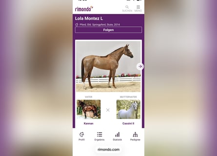 Oldenburger Springpaard, Merrie, 12 Jaar, 174 cm, Donkere-vos