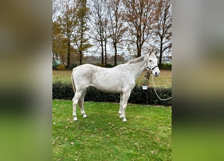 Oldenburger Springpaard, Merrie, 14 Jaar, 167 cm, Schimmel