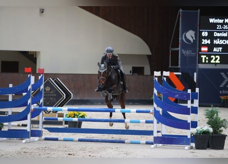 Oldenburger Springpaard, Merrie, 14 Jaar, 170 cm, Bruin