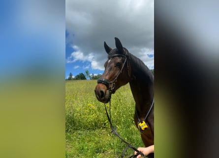 Oldenburger Springpaard, Merrie, 15 Jaar, 170 cm, Donkerbruin