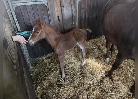 Oldenburger Springpaard, Merrie, 16 Jaar, 170 cm, Donkere-vos