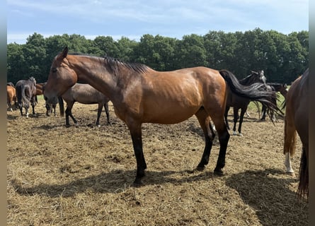 Oldenburger Springpaard, Merrie, 16 Jaar, 172 cm, Donkerbruin