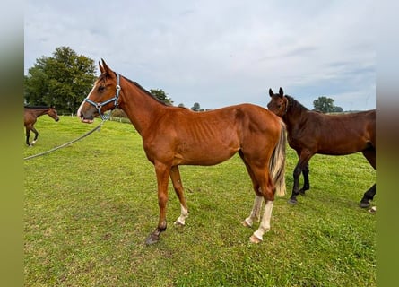 Oldenburger Springpaard, Merrie, 1 Jaar, 157 cm, Bruin