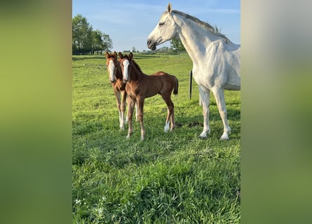 Oldenburger Springpaard, Merrie, 1 Jaar, 168 cm, kan schimmel zijn