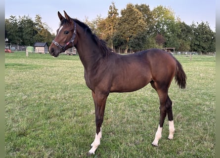 Oldenburger Springpaard, Merrie, 1 Jaar, Bruin