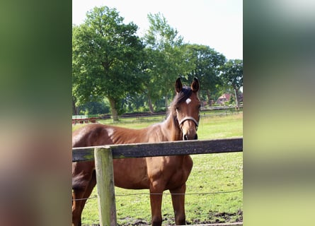 Oldenburger Springpaard, Merrie, 1 Jaar, Bruin