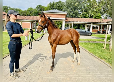Oldenburger Springpaard, Merrie, 1 Jaar, Bruin