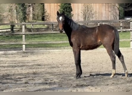Oldenburger Springpaard, Merrie, 1 Jaar, Donkerbruin