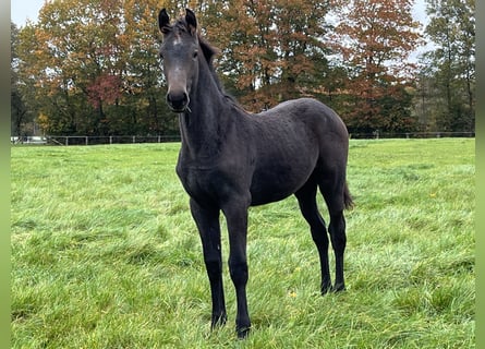 Oldenburger Springpaard, Merrie, 1 Jaar, Donkerbruin