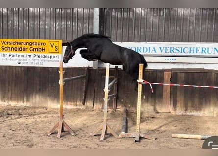 Oldenburger Springpaard, Merrie, 2 Jaar, 167 cm, Schimmel