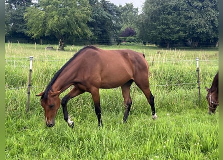 Oldenburger Springpaard, Merrie, 2 Jaar, 169 cm, Bruin