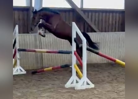 Oldenburger Springpaard, Merrie, 2 Jaar, Bruin