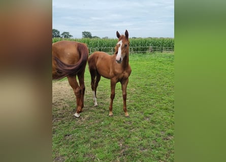 Oldenburger Springpaard, Merrie, 2 Jaar, Vos