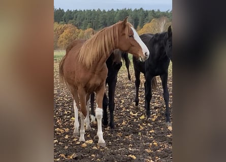 Oldenburger Springpaard, Merrie, 2 Jaar, Vos