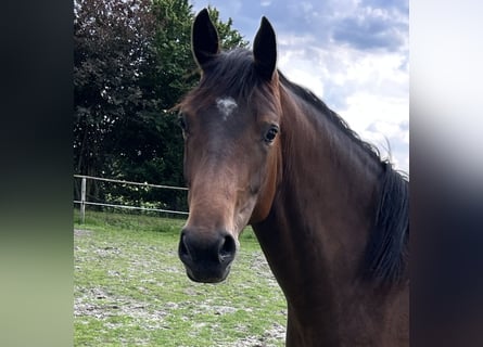 Oldenburger Springpaard, Merrie, 3 Jaar, 160 cm, Bruin