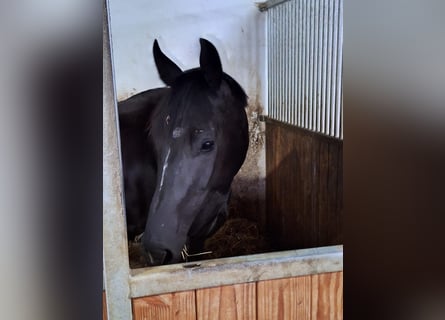 Oldenburger Springpferd, Stute, 3 Jahre, 168 cm, Rappe