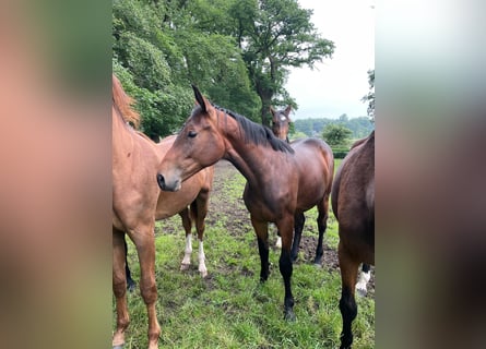 Oldenburger Springpaard, Merrie, 3 Jaar, Bruin