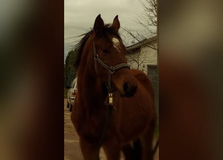 Oldenburger Springpaard, Merrie, 3 Jaar, Bruin