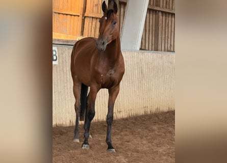 Oldenburger Springpaard, Merrie, 3 Jaar, Bruin