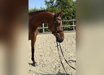 Oldenburger Springpaard, Merrie, 4 Jaar, 160 cm, Bruin