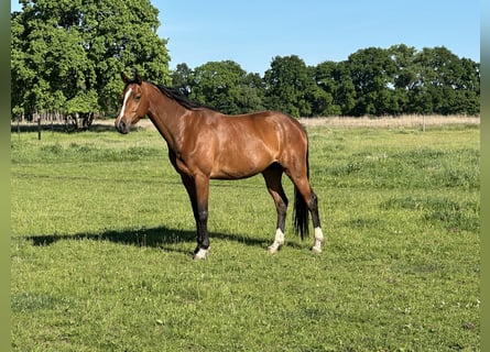 Oldenburger Springpaard, Merrie, 4 Jaar, 162 cm, Bruin