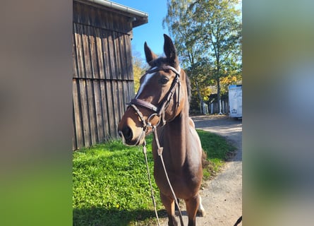 Oldenburger Springpaard, Merrie, 4 Jaar, 165 cm, Bruin