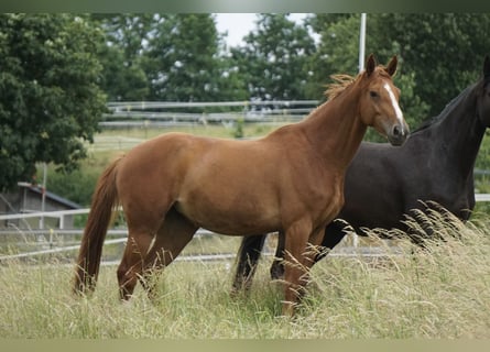 Oldenburger Springpaard, Merrie, 4 Jaar, 169 cm, Vos