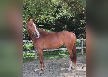 Oldenburger Springpaard, Merrie, 4 Jaar, 170 cm, Vos