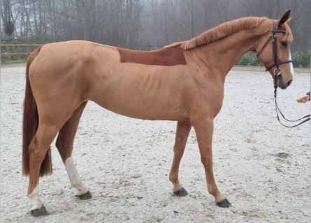 Oldenburger Springpaard, Merrie, 5 Jaar, 163 cm, Vos