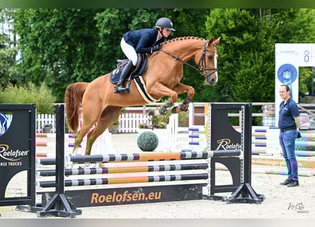 Oldenburger Springpaard, Merrie, 5 Jaar, 164 cm, Vos